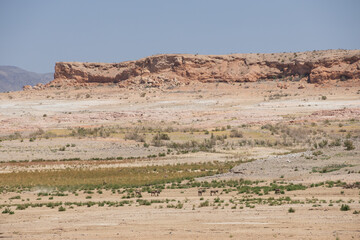Burros in the desert at Lake Mead National Recreation Area, Nevada