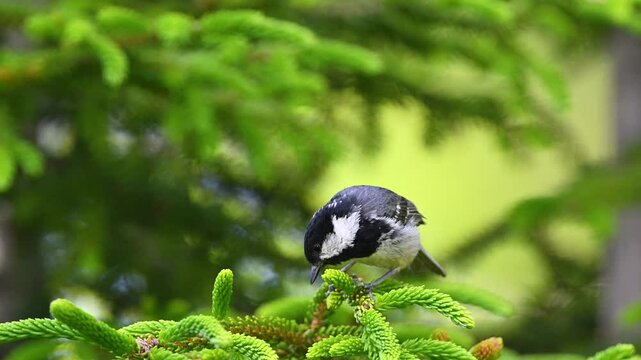 Coal tit feeding on a tree