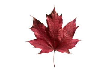 High-resolution image of a single red maple leaf isolated on a white background, highlighting the intricate details and vibrant color for natural themes.