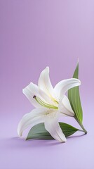 Fototapeta premium A single elegant white lily placed on a light lavender surface, with ample copy space for text