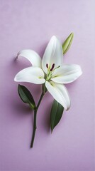 Fototapeta premium A single elegant white lily placed on a light lavender surface, with ample copy space for text