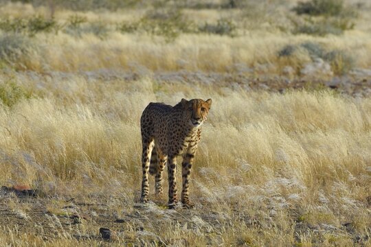 Gepard (Acinonyx jubatus) in Namibia.