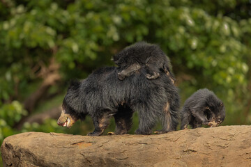 Indian sloth bear mothers piggy back young ones till they grow up a little. © dinesh