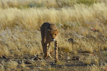 Gepard (Acinonyx jubatus) in Namibia.
