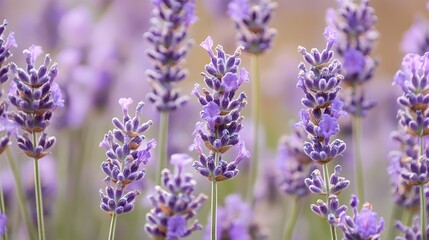 Obraz premium Close-up of vibrant lavender blooms, showcasing intricate details and textures against a soft background