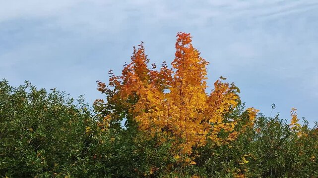 yellowed maple leaves sway in the wind