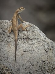 Plateau Fence Lizard (Sceloporus tristichus) posing on granite rock at the Dinosaur National Monument