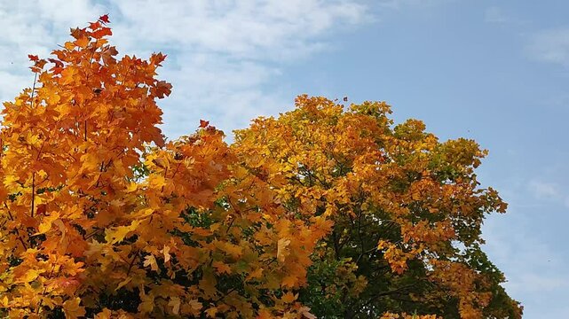 yellowed maple leaves sway in the wind