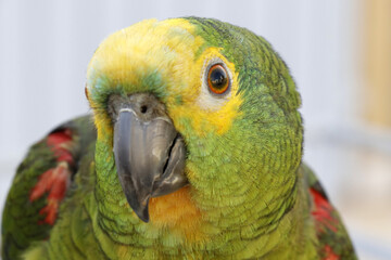 Um belíssimo papagaio domesticado que canta e assobia muto bem de Caldas Novas - GO