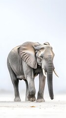 Fototapeta premium An elephant walking through a serene landscape, with a light solid color background that accentuates its massive size and gentle demeanor