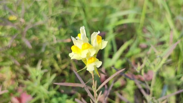 yellow wild flowers sway in the wind