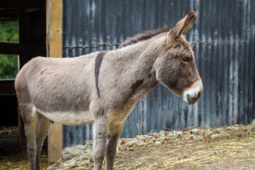 donkey on a farm