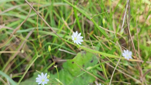 small white wild flowers sway in the wind