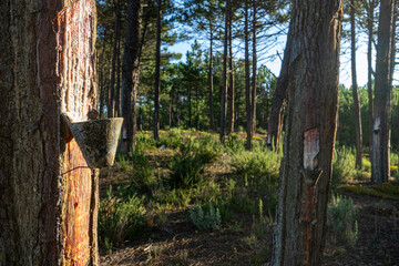 Close-up of pine trees in a forest with visible cuts for resin extraction. A container is placed at the base of the trunk to collect the flowing resin, highlighting traditional harvesting methods.