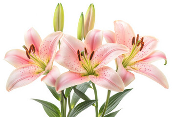 Fototapeta premium Fresh and Vibrant Lilies on a Simple White Backdrop