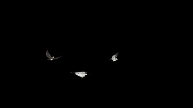 3 Philippine Crested Eagles - Three Raptor Birds - Flying Around Screen Loop - Alpha Channel - Realistic 4K UHD 3D animation isolated on transparent background