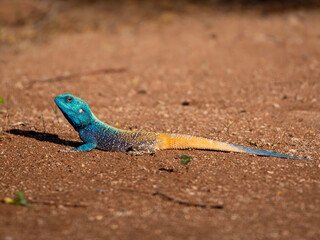 Agama with blue head