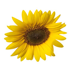 Fototapeta premium Sunflower Isolated On White Background