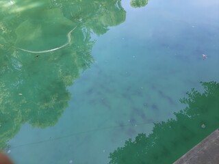 Beautiful reflection of trees on a fountain in the city, Hermoso reflejo de árboles sobre una fuente en la ciudad 39