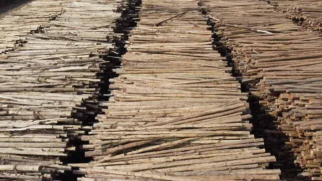 Vis&atilde;o a&eacute;rea de toras de madeiras eucaliptos para a produ&ccedil;&atilde;o de papel e celulose, suzano, s&atilde;o paulo