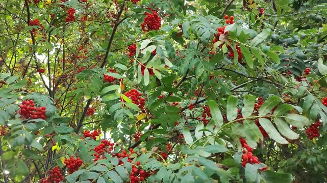 ripe red rowan berries sway in the wind