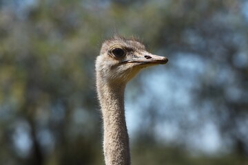 Afrikanischer Strau&szlig; (struthio camelus) in Namibia. 
