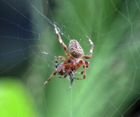 Spider on Web Close-Up
