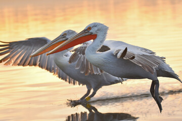 Krauskopfpelikane im Flug