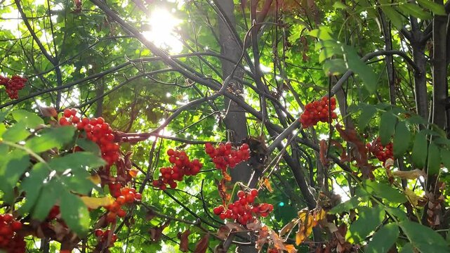 ripe red rowan berries sway in the wind