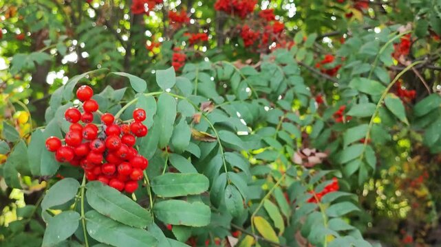 ripe red rowan berries sway in the wind