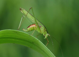 Green katydid on a leaf