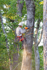 Tree arborist using chainsaw to cut tree down, while wearing safety gear.