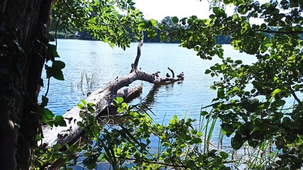 Pień drzewa w jeziorze.  © WalDec