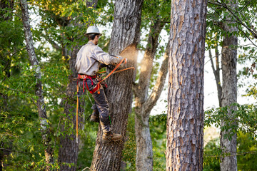 Tree arborist using chainsaw to cut tree down, while wearing safety gear.