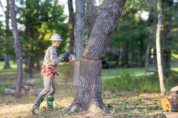 Tree trimmer using chainsaw and gear to cut down large oak tree.