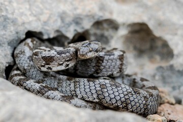 A detail shot of European Cat snake (Telescopus fallax) or Soosan Snake, on the island of Malta.