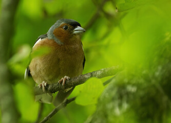 Chaffinch in hiding place, chaffinch between branches and leaves, finch looks sweetly through the branches, beautiful chaffinch with green background