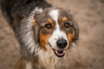 Close-up of a happy Australian Shepherd dog.