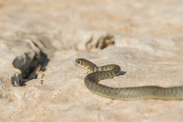 A juvenile Western whip snake (Coluber viridiflavus carbonarius) basking in the island of Malta.