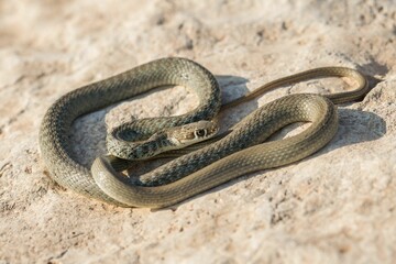 A juvenile Western whip snake (Coluber viridiflavus carbonarius) baskinin the island of Malta.