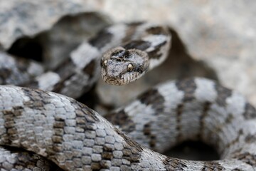 A detail shot of European Cat snake (Telescopus fallax) or Soosan Snake, on the island of Malta.