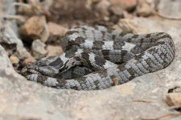 A detail shot of European Cat snake (Telescopus fallax) or Soosan Snake, on the island of Malta.