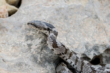 A detail shot of European Cat snake (Telescopus fallax) or Soosan Snake, on the island of Malta.