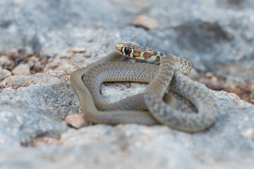 A young Western whip snake hatchling (Coluber viridiflavus carbonarius) in the island of Malta.