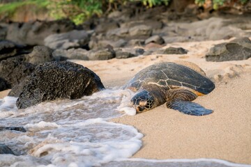 Obraz premium Sea turtle resting on a sandy beach with waves washing over it.