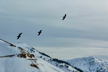 Serene snow-covered mountain peak with a cloudy sky and birds in Trabzon, Turkey