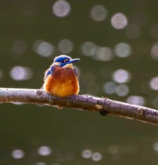 Colorful kingfisher perched on a branch