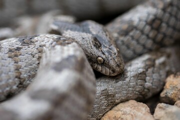 A detail shot of European Cat snake (Telescopus fallax) or Soosan Snake, on the island of Malta.