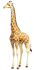 Obraz premium Giraffe standing on a transparent background