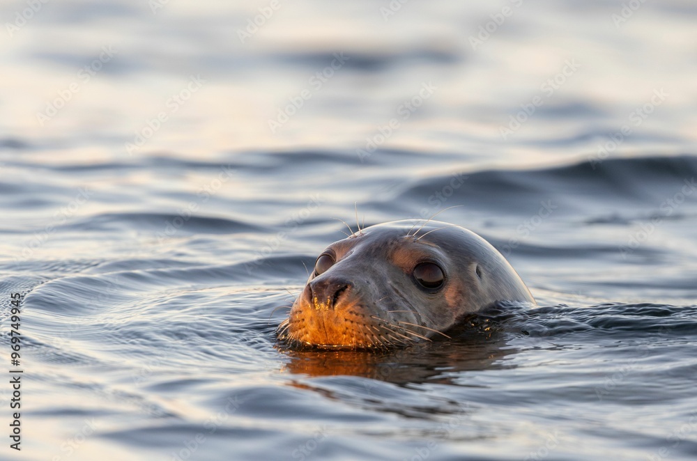 Wall mural Portrait of the head of the Grey Seal.